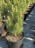 Растение Сосна черная / Pinus nigra Kleiner Turn С12