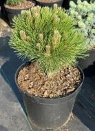 Растение Сосна черная / Pinus nigra Cabanensis Nana С15