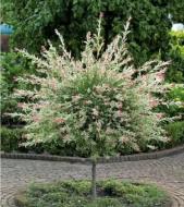 Рослина Верба / Salix integra Hakuro- nishiki С7.5 Ра 180