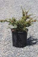 Рослина Кизильник / Cotoneaster Horisontalis C 3