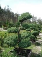 Растение Можжевельник китайский / Juniperus chinensis Blue Alps Bonsay C60 №20