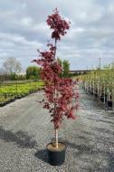 Рослина Клен японський / Acer palmatum Atropurpureum C5