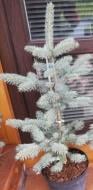 Ялинка колюча / Picea pungens Koster С40 Н120-140