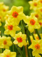 Луковица нарцисса Фалконет 3 шт.