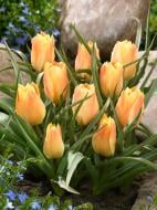 Луковица тюльпана ботанического Баталини Брайт Джем 4 шт.