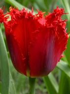 Цибулина тюльпана бахромчастого Крістал Б'юті 3 шт.