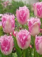 Луковица тюльпана бахромчатого Хьюс тен Бош 3 шт.