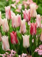 Цибулина тюльпана тріумф Карате 3 шт. Цибулина тюльпана тріумф Карате 3 шт.