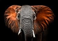 Картина Слон 100x70 см Styler GL-00748