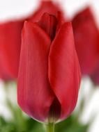 Цибулина тюльпана Дарвіна Ред ван Ейк 3 шт.