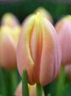 Цибулина тюльпана тріумф Манго Шарм 3 шт.