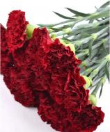 Гвоздика Zurigo одноголова 50 см червона (Нідерланди) Гвоздика Zurigo одноголова 50 см червона (Нідерланди)