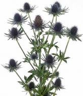 Ерінгіум Apus Questar синій (Нідерланди)