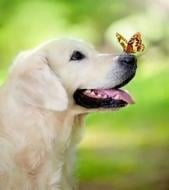 Набор со стразами на картоне 5D Добрый песик 21x25 см GoToArt