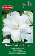 Луковица інше лилия Lotus Pure 1 шт.