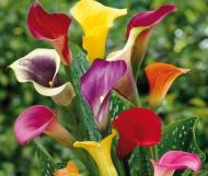 Растение Калла микс d12/h30