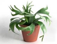 Растение Платицерум d12/h35