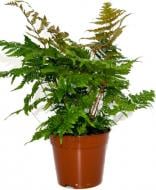 Рослина Папороть dryopteris erythrosora d12/h50