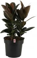 Растение комнатное Фикус эластика Melany d9/h20 Растение комнатное Фикус эластика Melany d9/h20