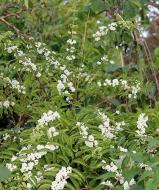 Растение Каликарпа белая Albibacea C3
