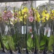 Рослина Фаленопсис (орхідея) 12х65 2 стовбура жовтий мікс (Piet Vijverberg)