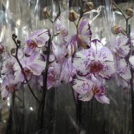 Рослина Фаленопсис (орхідея) 12х60 1 стовбур Magic Art (Kw J.P. Konst & Zn BV)