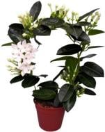 Растение Стефанотис d12/h45 Растение Стефанотис d12/h45