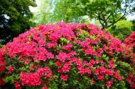 Растение Азалия японская / Azalea japonica, С4