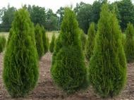 Рослина Туя західна / Thuja occidentalis Smaragd, С20 Н140-160