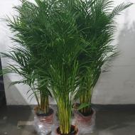 Растение Дипсис 21х130 см