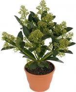 Рослина Скімія вайт d17/h25