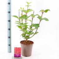 Растение Корнус Sibirica