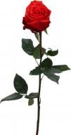 Троянда Nina одноголова класична 70 см червона (Еквадор)