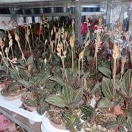 Рослина Лудизія (орхідея) 10х20