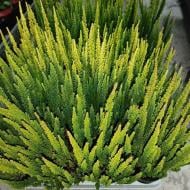 Растение Каллуна 11*17-20 Skyline микс зелено-желтый Растение Каллуна 11*17-20 Skyline микс зелено-желтый