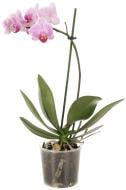 Рослина кімнатна Фаленопсис 1 гілка (А2) 9/25