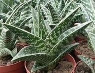 Растение Алое 8/15 Variegata