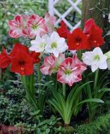 Растение Гиппеаструм 12/20 2 ствола микс