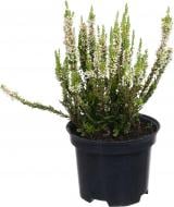 Растение верес d12 Растение верес d12