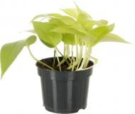 Растение комнатное Эпипремнум Golden Pothos 12x20 см