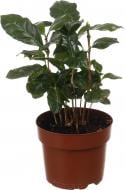 Растение комнатное Кофе 12/35