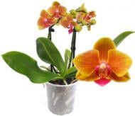Растение комнатное Фаленопсис (орхидея) мультифлора 12/40 2 ствола Grazia (ОТМ) Р14379