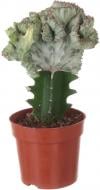 Растение Эуфорбия Кристата 10х20 см