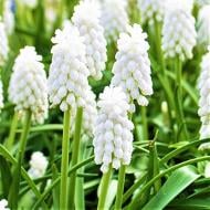 Растение Мускари 9x10 белый