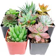 Суккулент 13/20 микс