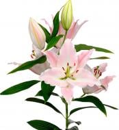 Растение Лилия ориентал 13x40 розовая
