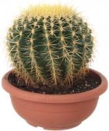 Растение Кактус Грузони 24х30 см