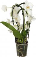 Растение Фаленопсис 3 стволы Cascade 12x45 см