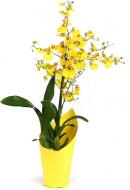 Растение Онцидиум (орхидея) 12x80 желтый