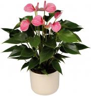 Растение Антуриум 14x50-55 розовый
